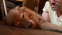 Nih potret manja Baxter, anjing adopsinya Ryan Reynold.