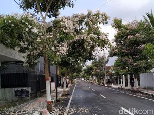 Pesona Tabebuya Putih dan Pink Berguguran di Jalanan Kota Blitar