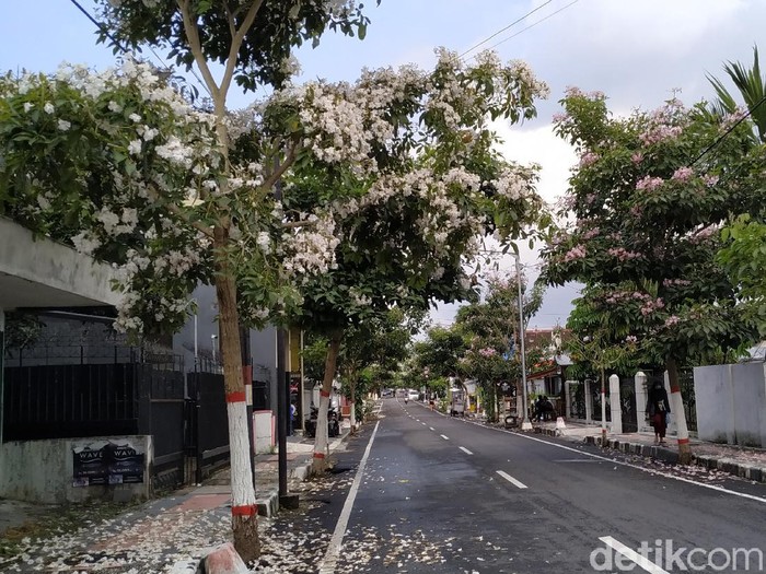 Tabebuya Berguguran di Jalanan Kota Blitar
