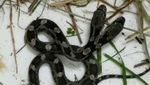 Foto: Penemuan Ular Berkepala Dua yang Mengagetkan