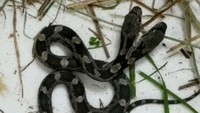 Semua orang kaget dan histeris begitu melihat ular berkepala dua ini. Meski aneh, tapi tenang saja, ular tersebut ular betulan kok, bukan jadi-jadian. Kelainan itu lazim ditemui di spesies ular dan bisa dijelaskan secara ilmiah. (dok. Jeannie Wilson)