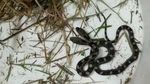 Foto: Penemuan Ular Berkepala Dua yang Mengagetkan