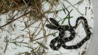 Ular itu mengalami mutasi. Sewaktu pembelahan embrio mereka tidak terpisah secara sempurna. Kemungkinan mutasinya sekitar 0.001% dari setiap angka kelahiran ular. Kemungkinan yang sangat kecil itu membuat ular berkepala dua ini sangat langka. (dok. Jeannie Wilson)