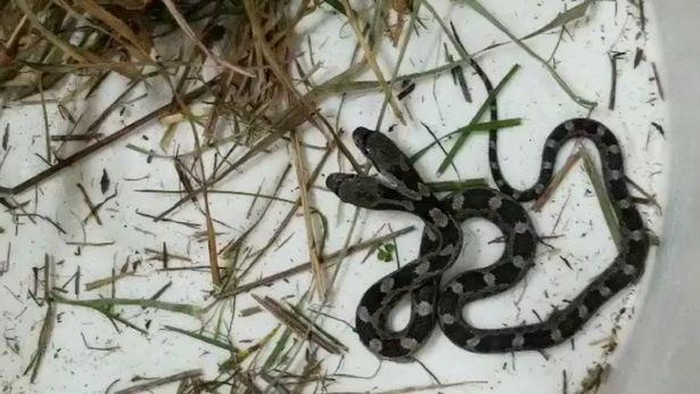 Ular berkepala dua ditemukan di Amerika