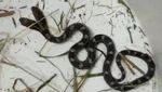 Foto: Penemuan Ular Berkepala Dua yang Mengagetkan