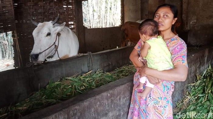 6 Sapi Warga Satu Kampung di Jombang Dicuri dalam Semalam, Korban Rugi Rp 96 Juta