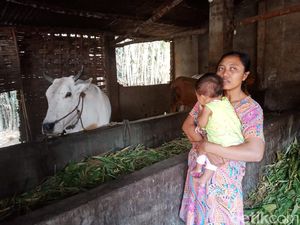 6 Ekor Sapi Limousin Warga Dicuri dalam Semalam, Korban Rugi Rp 96 Juta