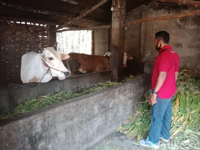 6 Sapi Warga Satu Kampung di Jombang Dicuri dalam Semalam, Korban Rugi Rp 96 Juta
