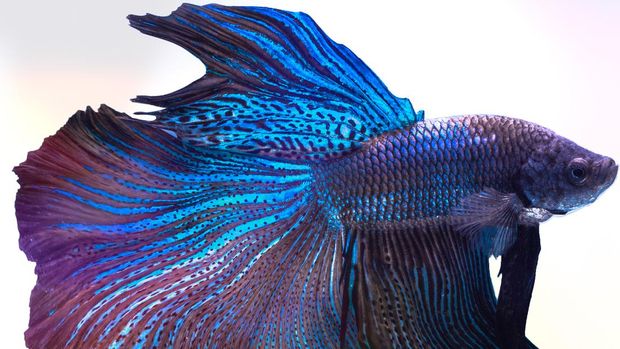 10 Jenis Ikan Cupang Yang Cantik Untuk Dipelihara Di Rumah