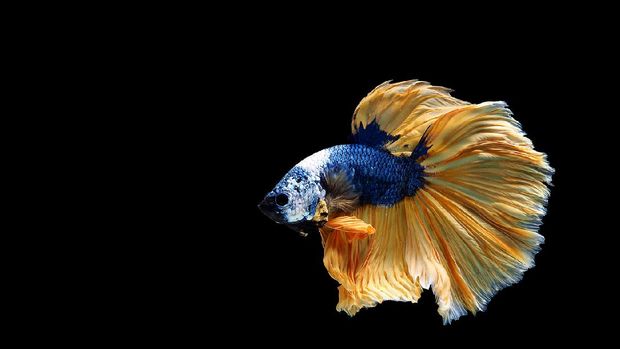 Jenis ikan cupang Paradise Fish, macropodus opercularis, Aquarium Fishes