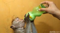 Selain itu merawat monyet juga membutuhkan biaya seperti membuatkan tali, popok, makan-makanan yang sehat serta susu lho.