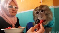 Andi sendiri sampai harus menyewa jasa pembantu untuk mengurus monyet tersebut, menurutnya memelihara monyet baiknya maksimal cukup 1 atau 3 ekor saja agar mampu merawatnya dengan maksimal.