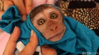 Monyet-monyet lucu ini diadopsi dari berbagai tempat dan dalam kondisi yang tidak baik.