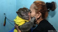 Hal tersebut membuat hati Andi terketuk untuk mengadopsi dan merawat monyet-monyet ini.