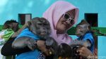 Kisah Andi Merawat 9 Monyet di Karawang