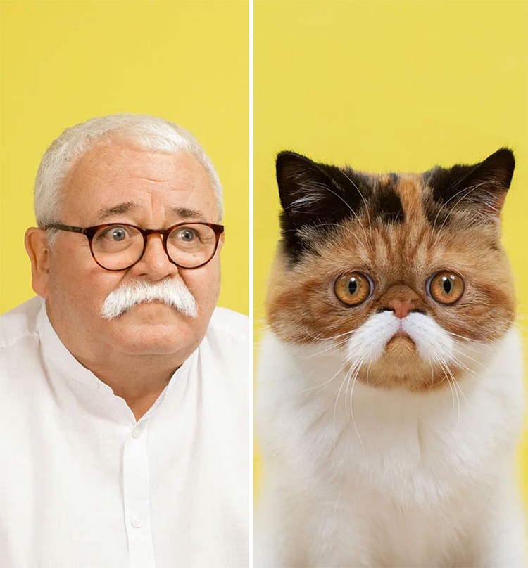 Manusia dan kucing yang mirip Manusia dan kucing yang mirip