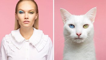 Pada lebih dari satu kesempatan saya mengemudi selama berjam-jam, menyiapkan peralatan saya, dan kucingnya menolak untuk diajak bekerja sama. Saya hanya bisa berkemas dan pulang dengan perasaan sangat kecewa, kata Gethings. Foto: Gerrard Gethings