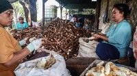 Perajin memperoleh bahan baku singkong dari para petani di Bogor dengan nilai Rp 3.000/kg.