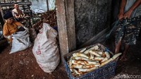 Para pekerja tengah mengupas singkong.