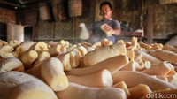 Pekerja sedang memproses pembuatan tape singkong kuning (peyeum) di Kampung Poncol, Gunung Sindur, Kabupaten Bogor akhir pekan lalu.