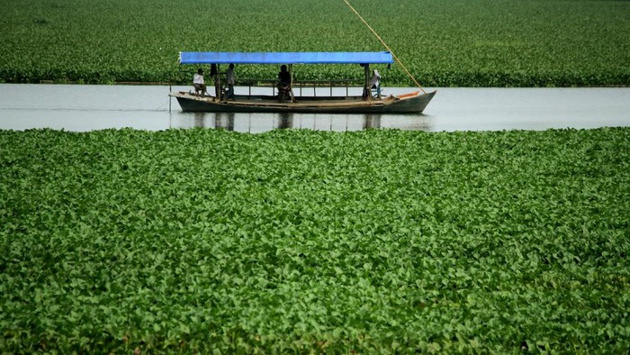 Potret Sungai Jeneberang Dipenuhi Eceng  Gondok 