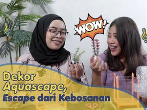 Belanja Online Biar Nggak Bosan, Dekor Aquascape Aja