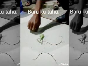 Video Cacing Parasit di TikTok, Bikin Inangnya Jadi Zombie