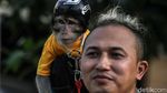 Gemes! Monyet ini Pakai Baju dan Helm Lho