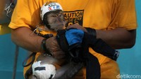 Aaro Chan juga selalu menjaga kebersihan hewan peliharaannya tersebut. 