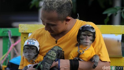 Gemes! Monyet ini Pakai Baju dan Helm Lho
