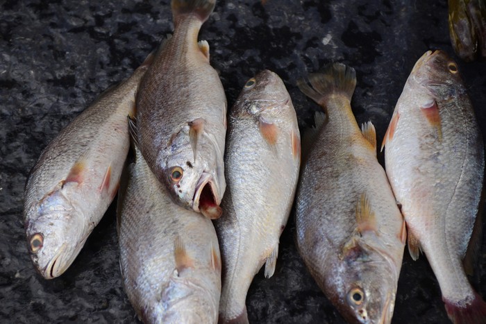 croaker fish Sell in fresh seafood market, note select focus with shallow depth of field