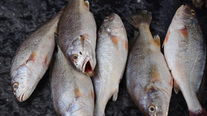 Ilustrasi ikan croaker fish Sell in fresh seafood market, note select focus with shallow depth of field