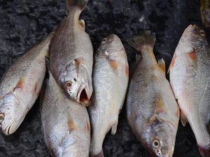 Semester I 2022, Pendapatan Pembudi Daya Ikan Naik Rp 4,4 Juta/Bulan