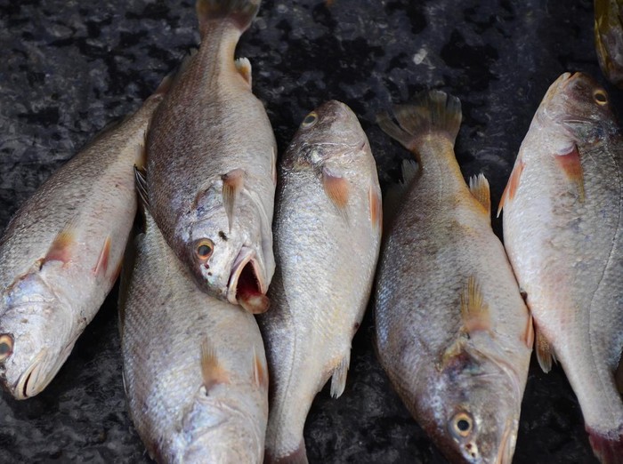 croaker fish Sell in fresh seafood market, note  select focus with shallow depth of field