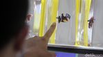Mengintip Kontes Ikan Hias Betta dan Channa di Yogyakarta