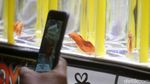 Mengintip Kontes Ikan Hias Betta dan Channa di Yogyakarta