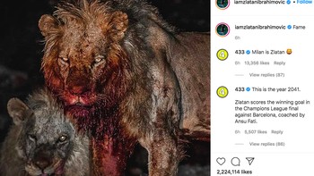 Di Instagram, Zlatan memajang foto singa yang terluka tapi tetap perkasa. Foto: istimewa