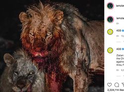 Meme Zlatan Ibrahimovic, Sudah Tua Tetap Luar Biasa