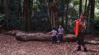 Pengunjung di Taman Hutan Raya Djuanda, Bandung.