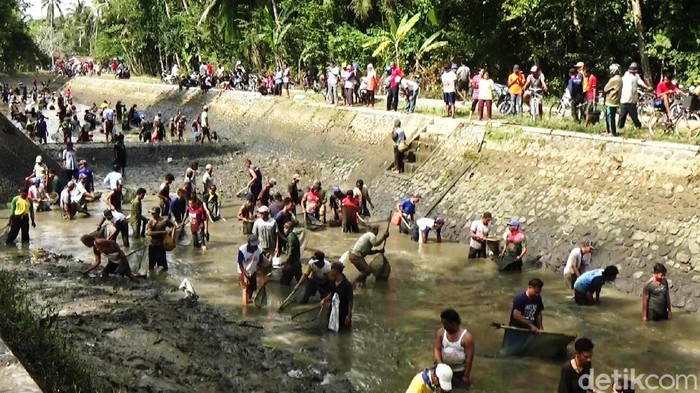 Tradisi Bersih-bersih Sungai di Purworejo Warga yang tinggal di aliran Sungai Silekor di Purworejo, Jawa Tengah, melakukan tradisi bersih sungai mejelang musim hujan, Minggu (18/10/2020). Tradisi tahunan itu untuk mencegah bencana banjir, sekaligus memanen ikan bersama dan mempererat tali silaturahmi.