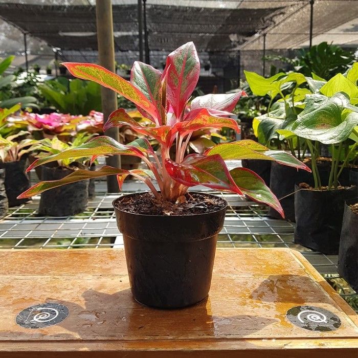 aglonema lipstik Aglonema Lipstik (Tangkapan Layar Tokopedia/Habitart nursery)