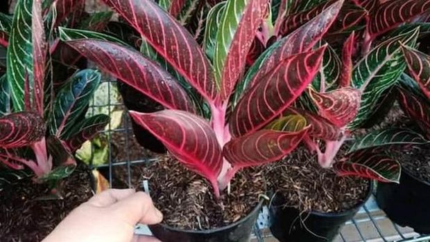 Aglonema Red Sumatra (Tangkapan Layar Tokopedia/bibit tanaman store)