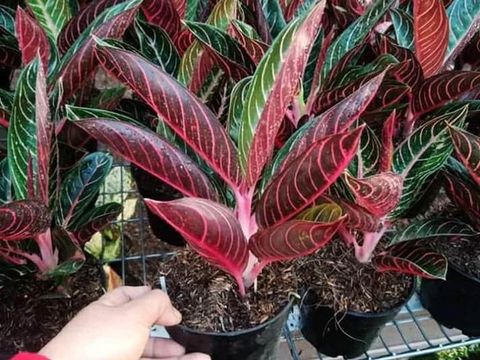 Aglonema Red Sumatra (Tangkapan Layar Tokopedia/bibit tanaman store)