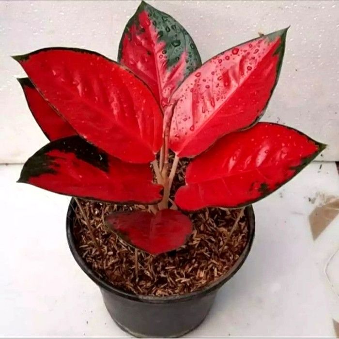 Aglonema Sukson Jaipong Aglonema Sukson Jaipong (Tangkapan Layar Tokopedia/berkahqueen)