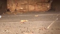 Nick Drummond, seorang arsitektur mengatakan bahwa ada sekitar 60 botol wiski yang mereka temukan. Dan kemungkinan besar akan banyak hal menarik yang bisa mereka temukan di rumah tua ini.