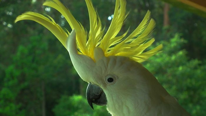 Burung yang Cerdas: Apa yang Anda Ketahui Tentang Kakatua Berjambul Kuning?