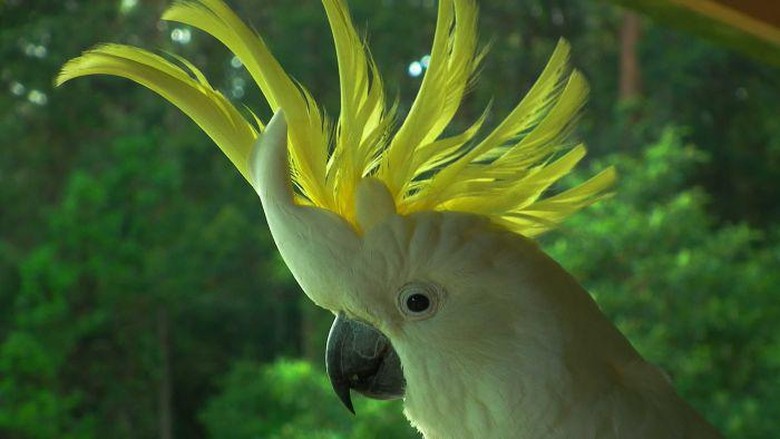 Burung yang Cerdas: Apa yang Anda Ketahui Tentang Kakatua Berjambul Kuning? Burung yang Cerdas: Apa yang Anda Ketahui Tentang Kakatua Berjambul Kuning?