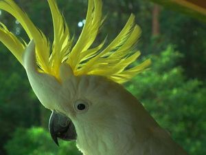 Burung yang Cerdas, Apa yang Anda Ketahui Tentang Kakatua Berjambul Kuning?