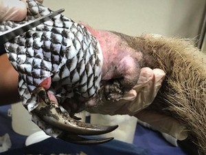 Foto-foto Hewan Korban Kebakaran Hutan Dirawat Menggunakan Kulit Ikan Nila