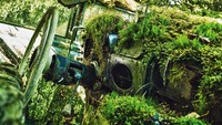 Di bagian dalam mobil lawas tersebut, tepatnya di bagian dasbor mobil tampak dipenuhi dengan lumut. Istimewa/Dieter Klein/teNeues via BBC Indonesia.